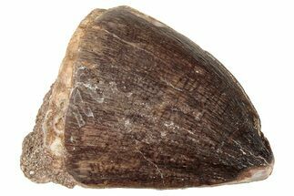 Fossil Mosasaur (Prognathodon) Tooth - Morocco #326455