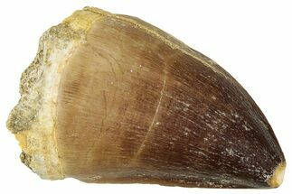 Fossil Mosasaur (Prognathodon) Tooth - Morocco #326456
