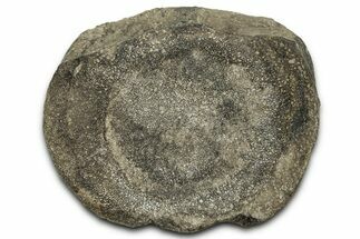 Fossil Dinosaur Vertebra Centrum - Montana #326468