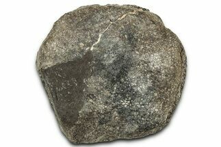 Fossil Dinosaur Vertebra Centrum - Montana #326469
