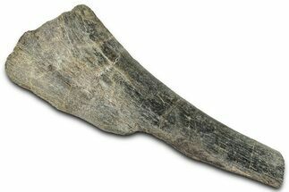 Fossil Dinosaur Bone Section - Montana #326477