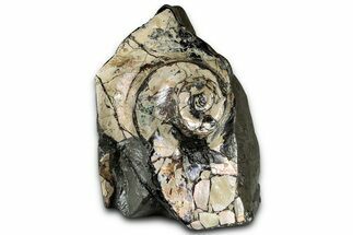 Fossil Ammonite (Placenticeras) Spiral Section - Elk Creek #326510