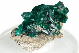 Gemmy Dioptase Crystal Cluster on Matrix - Congo #326564
