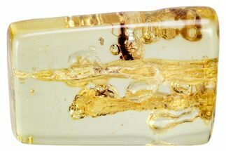 Polished Colombian Copal ( g) - Contains Termites! #326713