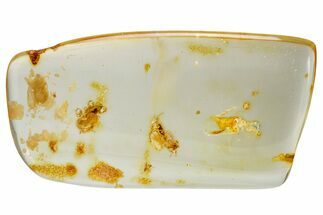 Polished Colombian Copal ( g) - Contains Termites & Beetle! #326715