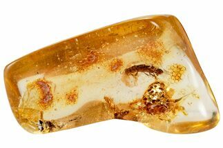 Polished Colombian Copal ( g) - Contains Termite & Cicada! #326741