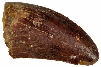 Serrated, Juvenile Carcharodontosaurus Tooth - Morocco #326829