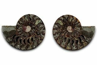 Cut & Polished, Crystal-Filled Ammonite Fossil - Madagascar #317994