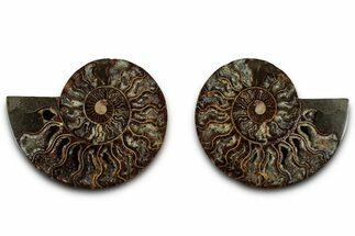 Cut & Polished, Crystal-Filled Ammonite Fossil - Madagascar #317995