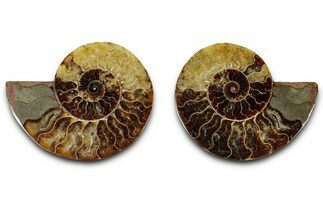 Cut & Polished, Agatized Ammonite Fossil - Madagascar #318099