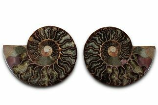 Cut & Polished, Agatized Ammonite Fossil - Madagascar #318100