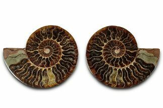 Cut & Polished, Agatized Ammonite Fossil - Madagascar #318102