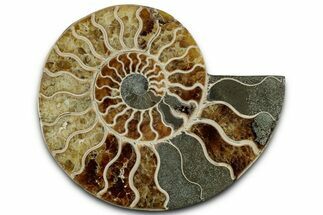 Cut & Polished Ammonite Fossil (Half) - Madagascar #318072