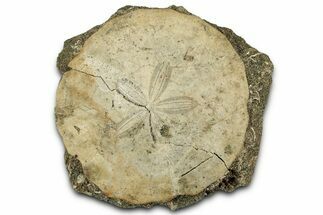 Eocene Sand Dollar (Periarchus) Fossil - Mississippi #327203