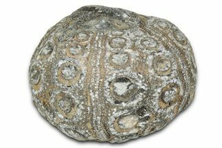Jurassic Fossil Echinoid (Dickesicidaris) - Morocco #327207