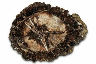 Beautiful Petrified Wood (Araucaria) Round - Madagascar #327323