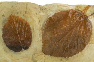 Wide Plate with Two Fossil Leaves (Beringiaphyllum) - Montana #327176