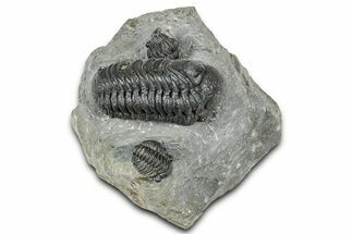 Detailed Austerops Trilobite With Two Gerastos - Morocco #327546