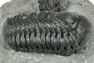 Detailed Austerops Trilobite With Two Gerastos - Morocco #327546