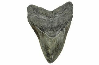 Fossil Megalodon Tooth - South Carolina #327554