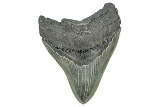 Serrated, Fossil Megalodon Tooth - South Carolina #327560