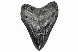 Fossil Megalodon Tooth - South Carolina #327561