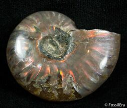 Inch Flashy Red Iridescent Ammonite #2582