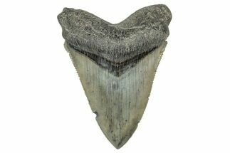 Serrated, Fossil Megalodon Tooth - South Carolina #327568