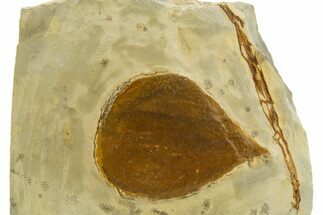 Fossil Leaf (Zizyphus) - Montana #327206