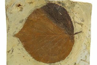 Plant Fossils For Sale