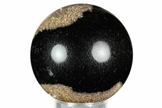 Polished Petrified Palm Wood Sphere - Indonesia #327388