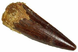 Fossil Spinosaurus Tooth - Real Dinosaur Tooth #327598