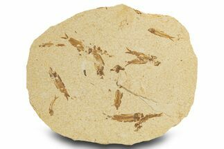 Fossil Fish (Knightia) Mortality Plate - Wyoming #327751