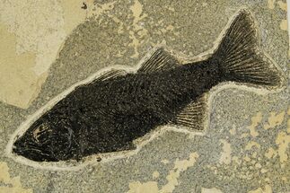 Uncommon Fish Fossil (Mioplosus) - Wyoming #327802