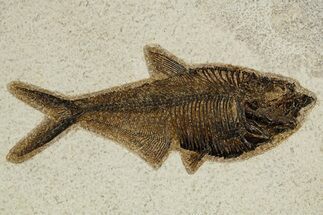 Detailed Fossil Fish (Diplomystus) - Wyoming #327809
