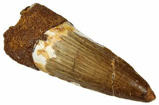 Fossil Spinosaurus Tooth - Real Dinosaur Tooth #327842