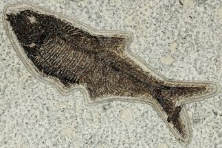 Detailed Fossil Fish (Diplomystus) - Wyoming #327850