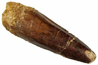Fossil Spinosaurus Tooth - Real Dinosaur Tooth #327855