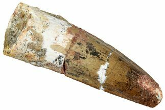 Fossil Spinosaurus Tooth - Real Dinosaur Tooth #327858