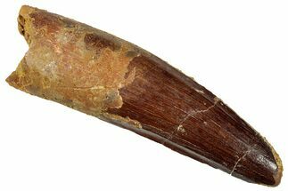 Fossil Spinosaurus Tooth - Real Dinosaur Tooth #327906