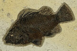 Detailed Fossil Fish (Cockerellites) - Wyoming #327959