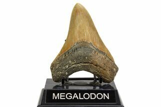 Serrated, Fossil Megalodon Tooth - North Carolina #328014