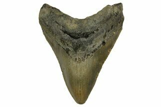 Fossil Megalodon Tooth - North Carolina #328030