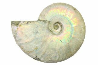 Silver Iridescent Ammonite (Cleoniceras) Fossil - Madagascar #327730