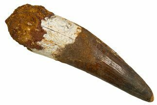 Real Fossil Spinosaurus Tooth - Large Dinosaur Tooth #328046
