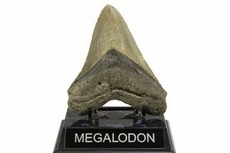 Fossil Megalodon Tooth - North Carolina #328105