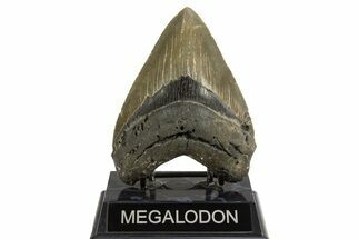 Fossil Megalodon Tooth - North Carolina #328107