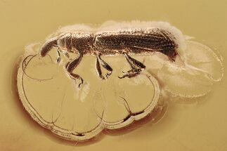 Fossil Snout Beetle (Cossoninae) In Baltic Amber #328112