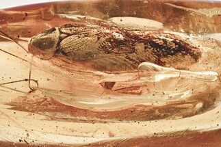 Large Fossil Cockroach (Blattodea) In Baltic Amber - Rare! #328116