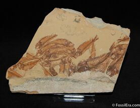 Gosiutichthys parvus Multiple #181